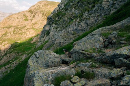 Une marmotte en montagne, dans les Pyrénées catalanes, en Espagne. Photo de haute qualité