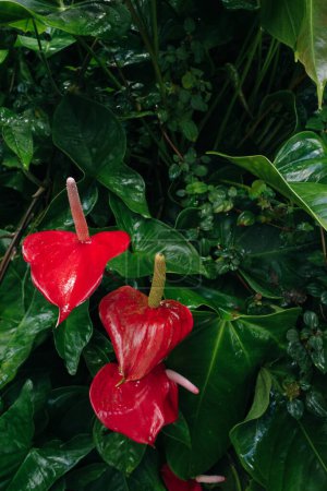Anthurium is a heart-shaped red flower. The dark green leaves as the background . High quality photo