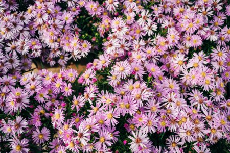 Photo for Pink daisies backround. High quality photo - Royalty Free Image