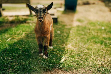 Close up of a small brown goat . High quality photo