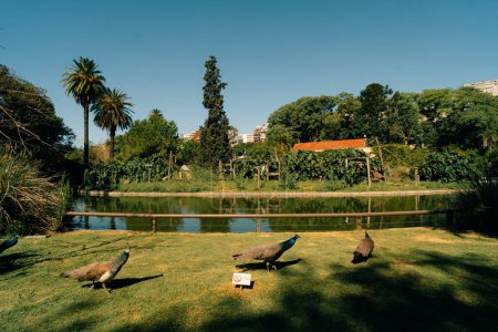 Ecopark, Stadt Buenos Aires, Argentinien - 6. Februar 2023 Hochwertiges Foto