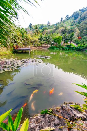 fish in a pond on the island of Phuket, Thailand. High quality photo