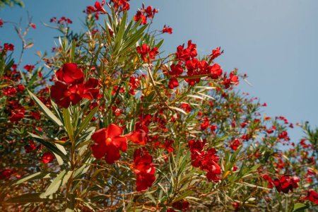 Bright red oleander flowers close up on the sun. High quality photo