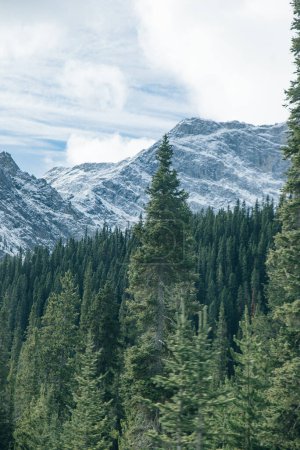 d'énormes épinettes dans le parc national Banff, au Canada. Photo de haute qualité