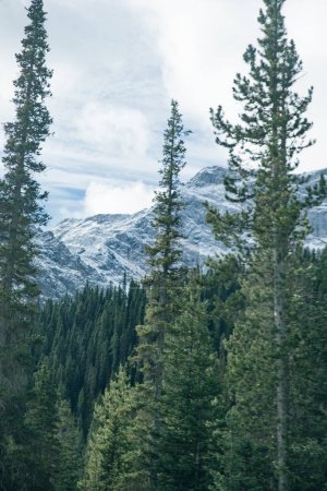 d'énormes épinettes dans le parc national Banff, au Canada. Photo de haute qualité