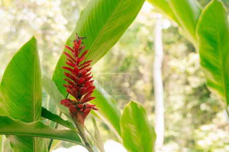 Alpinia purpurata, red ginger, also called ostrich plume and pink cone ginger. High quality photo