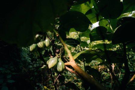 Grüner Tamarillo Solanum betaceum ist ein kleiner Baum oder Strauch aus der Familie der blühenden Pflanzen. Hochwertiges Foto