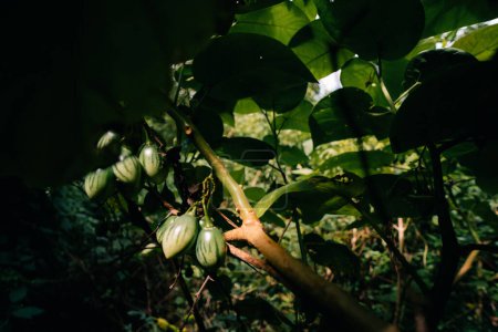 Grüner Tamarillo Solanum betaceum ist ein kleiner Baum oder Strauch aus der Familie der blühenden Pflanzen. Hochwertiges Foto