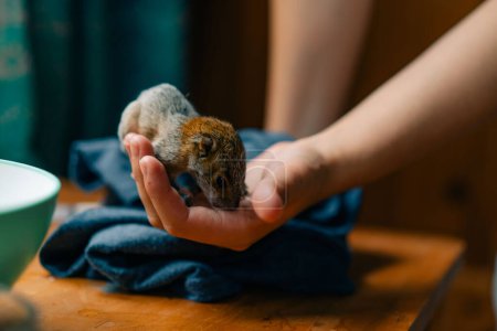 girl holding a little squirrel in her hand. High quality photo