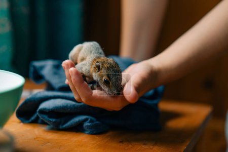ein Baby-Eichhörnchen, das Milch aus einer Spritze trinkt. Hochwertiges Foto