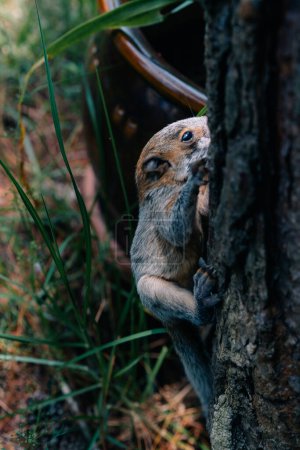 Yucatan Baby Eichhörnchen Blick hinter den Birkenstamm, Frühling, Mexiko. Hochwertiges Foto