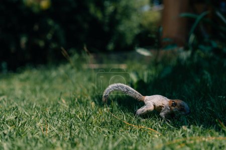 Ein süßes entzückendes Baby-Eichhörnchen auf dem Gras. Hochwertiges Foto
