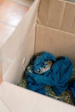 rescatado bebé ardilla duerme en una caja. agotado. Foto de alta calidad