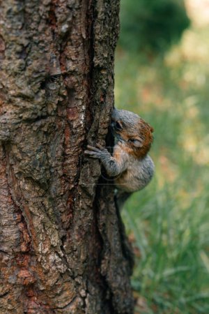 yucatan baby squirrel peek behind the birch trunk, springtime, mexico. High quality photo