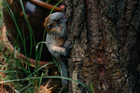 yucatan bébé écureuil jeter un coup d'oeil derrière le tronc de bouleau, printemps, Mexique. Photo de haute qualité