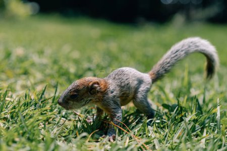 A cute adorable baby squirrel on the grass. High quality photo