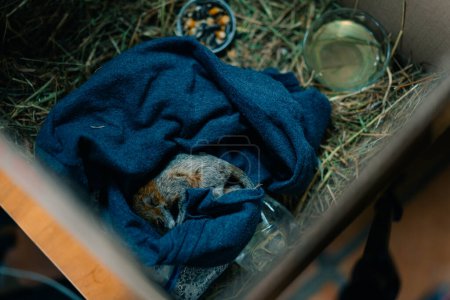 rescued baby squirrel sleeps in a box. depleted. High quality photo