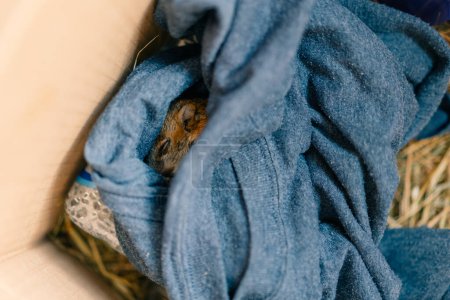rescued baby squirrel sleeps in a box. depleted. High quality photo