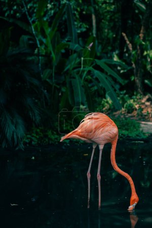 one flamingo in the jungle. High quality photo