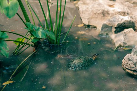 Red-eared sliders Trachemys scripta elegans, turtles basking in the sun. High quality photo