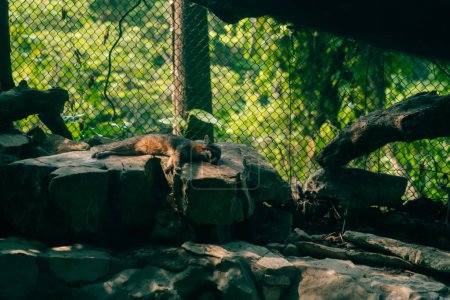 Un San Joaquín Kit Fox en peligro de sueño. Foto de alta calidad