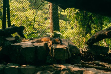 A sleeping endangered San Joaquin Kit Fox. High quality photo