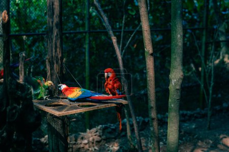 Ara-Papageien, Scharlachroter Ara und Großer Grüner Ara, Porträt von vier roten und grünen, farbenfrohen Amazonas-Papageien hintereinander. Hochwertiges Foto