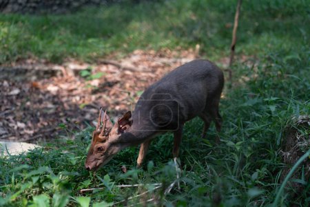 Photo for Brown-brocket Deer Mazama gouazoubira looking to the camera in a summer day. High quality photo - Royalty Free Image