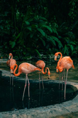 Group of pink flamingos in the jungle. High quality photo