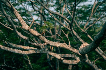 des branches d'arbres tropicaux à Palenque, au Mexique. Photo de haute qualité