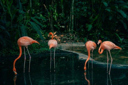 Group of pink flamingos in the jungle. High quality photo