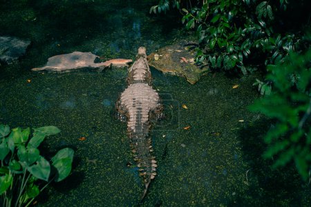 Mirando hacia abajo en una cabeza de cocodrilo en agua verde. Foto de alta calidad