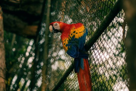 Ara parrots, Scarlet Macaw and Great green macaw, portrait of four red and green, colorful amazonian parrots in a row. High quality photo