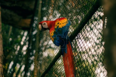 Ara parrots, Scarlet Macaw and Great green macaw, portrait of four red and green, colorful amazonian parrots in a row. High quality photo