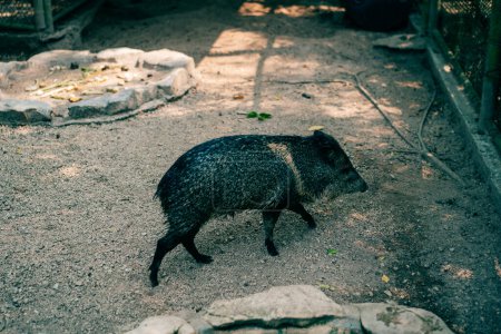 Photo for White-lipped Peccary Tayassu pecari in Mexico. High quality photo - Royalty Free Image