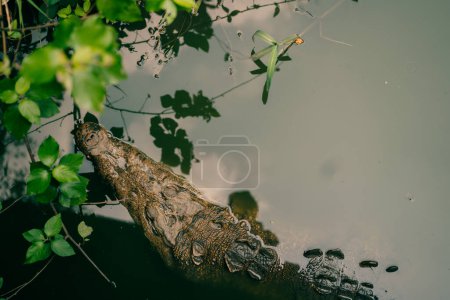 Regardant vers le bas sur une tête d'alligator dans l'eau verte. Photo de haute qualité