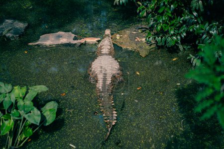 Photo for Looking down on an alligator head in green water. High quality photo - Royalty Free Image