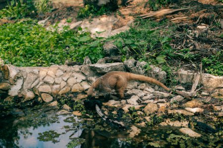 Coati Nasua sudamericano, animal salvaje que parece mapache. Foto de alta calidad