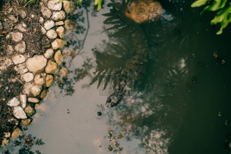 Blick auf einen Alligatorkopf im grünen Wasser. Hochwertiges Foto