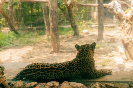 Jaguar ruht auf dem Felsen im Zoo. Hochwertiges Foto