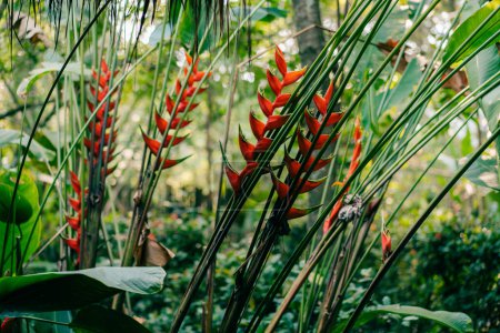 A red heliconia flower in a forest in mexico. High quality photo