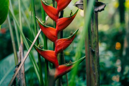 A red heliconia flower in a forest in mexico. High quality photo