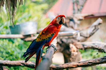 Ara-Papageien, Scharlachroter Ara und Großer Grüner Ara, Porträt von vier roten und grünen, farbenfrohen Amazonas-Papageien hintereinander. Hochwertiges Foto