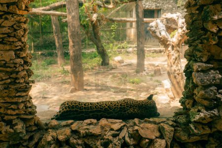 Jaguar ruht auf dem Felsen im Zoo. Hochwertiges Foto
