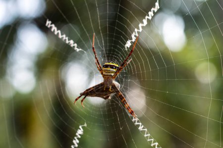Foto de Las arañas hacen sus telas de seda, una fibra natural hecha de proteína. Aquí hay una araña en su telaraña atrapando un insecto en foco - Imagen libre de derechos
