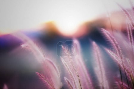 Photo for The communist grass is blooming beautifully in the morning. - Royalty Free Image