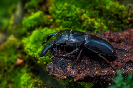 Foto de Stag beetle. Dorcus titanus platymelus. Stag beetle on stump wood with green moss. - Imagen libre de derechos