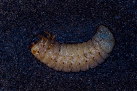 Téléchargez les photos : Beetle worm. the larva of the may beetle. Japanese rhinoceros beetle. Allomyrina dichotomous septentrionalis. - en image libre de droit