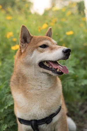 Foto de Shiba inu es un perro japonés. Shiba Inu perro con flores de colores. Perro en un campo de colorido prado. - Imagen libre de derechos