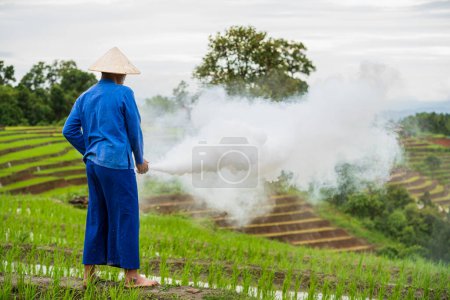 Foto de Farmer spraying insecticide. Farmers spraying pesticide in rice field. - Imagen libre de derechos